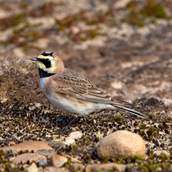 Shore Lark | BTO - British Trust for Ornithology